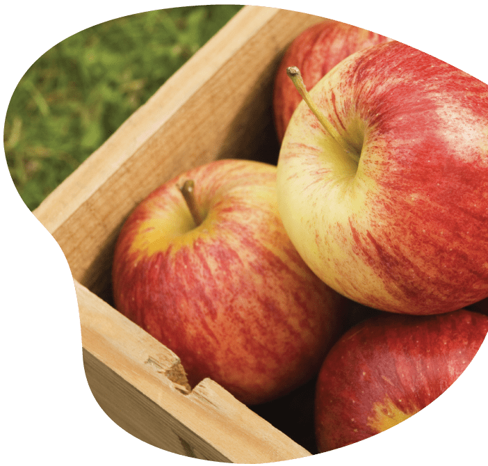 Contrôle qualité des pommes