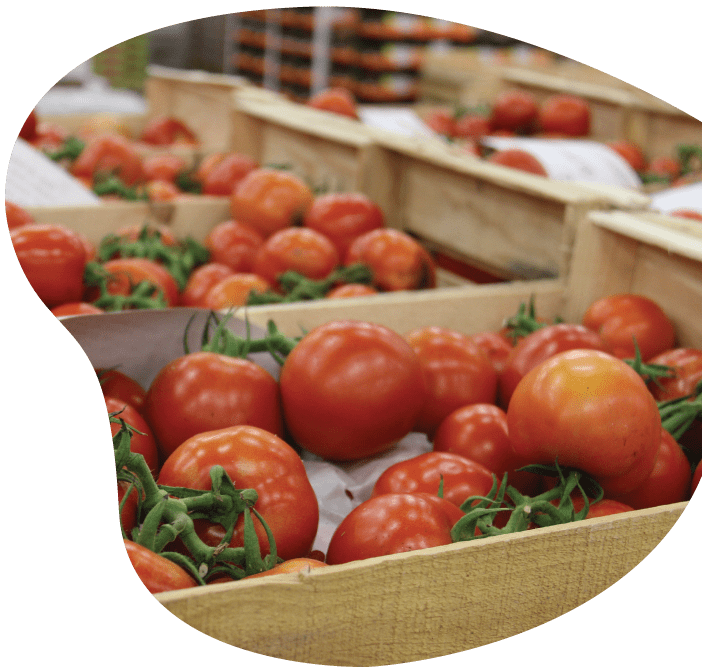 Contrôle qualité des tomates